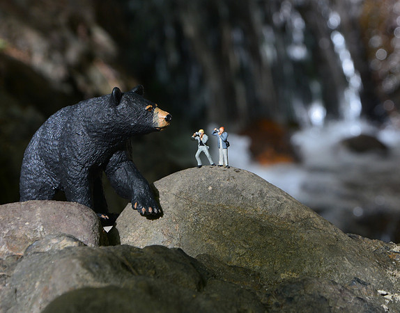 Bear Shooting