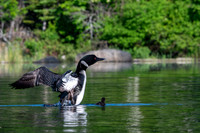 Grafton Pond, NH
