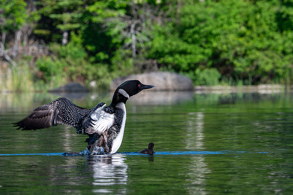 Grafton Pond, NH