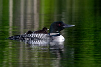 Loon Chicks