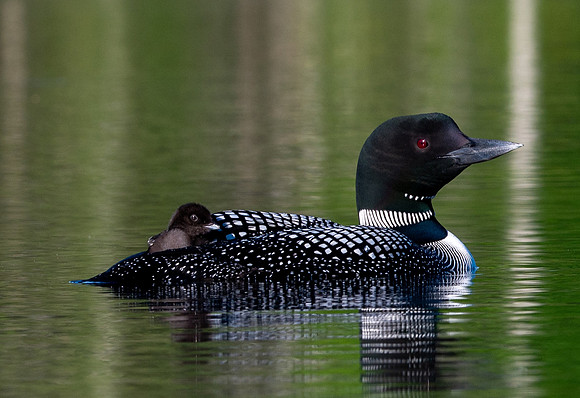Mama Loon & Chick
