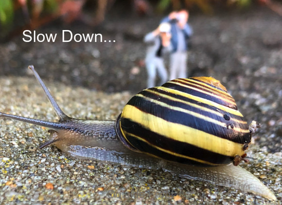 Slow Down
