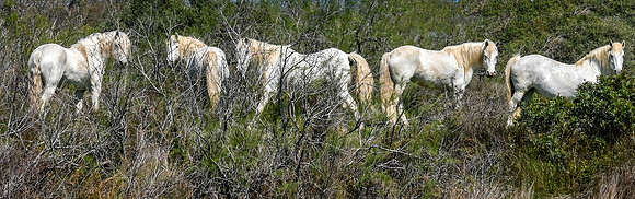Camargue, France,